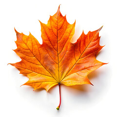 Fototapeta premium JPG maple autumn leaves on white isolated background