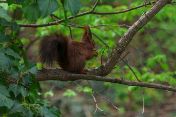 squirrel on tree