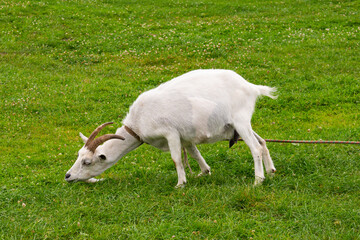 Fototapeta premium The white goat is eating grass, Sula Park, Belarus