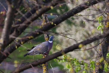 pigeon
