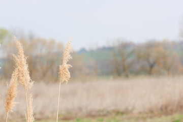 field of wheat