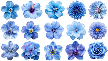 Obraz premium PNG blue flower design element set, transparent background