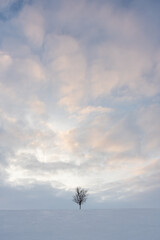MInimalistic winter landscape with downy birch and snow on the ground on a winter evening at sunset  in Utsjoki, Finland