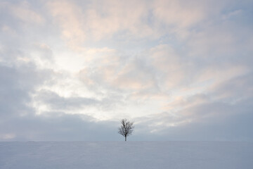 MInimalistic winter landscape with downy birch and snow on the ground on a winter evening at sunset  in Utsjoki, Finland