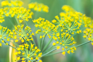 Yellow dill flower with green natural background horizontal macro