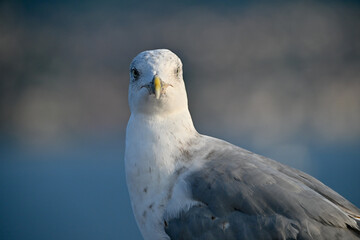 Ocean going gull looks at the camera intently. 