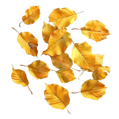 Fototapeta premium Golden Autumn Leaves on Black Background