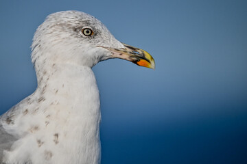 Close up of a seagull with a blue background 