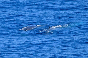Fototapeta premium Fin whale in the ocean 