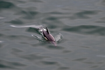 Common dolphin surfacing effortlessly through a calm sea off the coast of the UK 