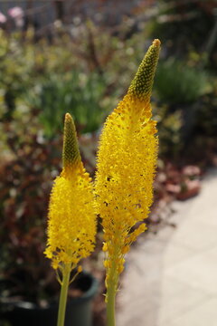 ブルビネラの花