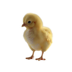 A Tiny Chick Standing Alone