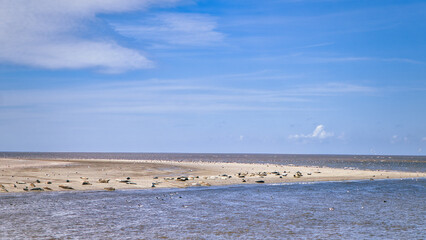 Nordesee - Deich - Wiese - Weide - Natur - Landschaft - Küste - Ebbe - Flut - Gezeiten -...