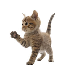 Obraz premium Playful Kitten