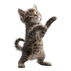 Obraz premium Playful Kitten Reaching Up