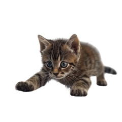 Obraz premium Adorable Kitten Portrait