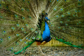 Fototapeta premium portrait of peacock