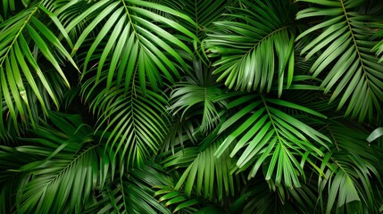 Tropical palm leaves creating a lush green background