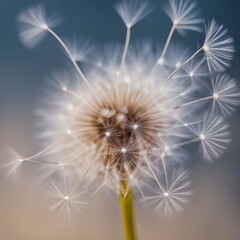 Dandelion Seeds, macro view of a dandelion puff with seeds ready to disperse