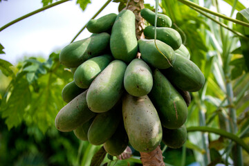 파파야 나무에 열매가 주렁주렁 매달린 모습이다.