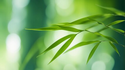 Sunlit Bamboo Leaf, close-up of slender bamboo leaves, backlit by sunlight