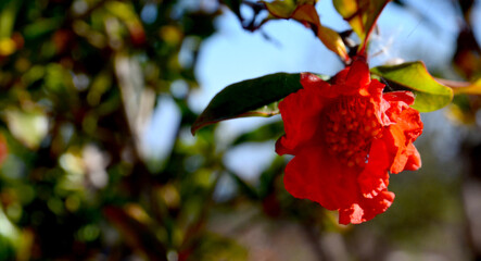 Red pomegranate flower on a  fruit tree branch in an orchard.Blooming Punica granatum.Selective focus.