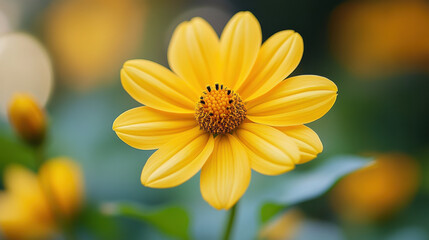 Obraz premium Close up yellow cosmos flower in garden