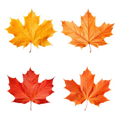 Fototapeta premium PNG autumn maple leaf element set, transparent background