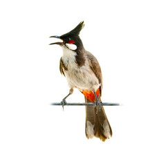Red whiskered Bulbul perching on a perch looking into a distance
