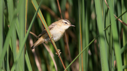 bird in the grass