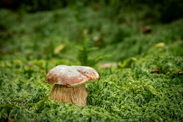 White mushroom in a mountain forest. Wet forest with mushrooms.