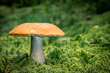 White mushroom in a mountain forest. Wet forest with mushrooms.