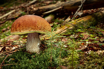 White mushroom in a mountain forest. Wet forest with mushrooms.