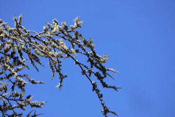 Fines branches du pin dans le ciel bleu