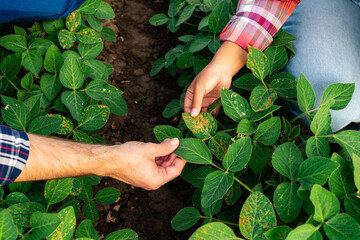 Hands of two agronomists displaying a healthy and diseased soybean leaf, highlighting their...