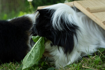 Meerschweinchen tier natur close natur peruaner