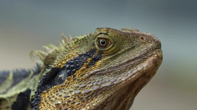 Wild Australian water dragon, intellagama lesueurii spotted basking in the park, extreme close up shot capturing the details of scales and the head.