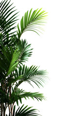  a tropical shrub plant on the left side of the picture
