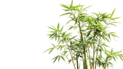 Fototapeta premium Closeup of a beautiful bamboo bonsai tree with tall thin stalks and lush green leaves isolated on a clean white background with ample copy space for text overlay or design elements
