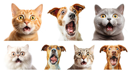 Fototapeta premium PNG surprised pet design element set, transparent background