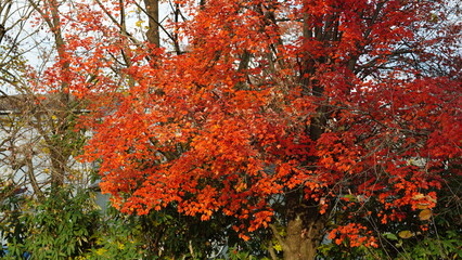 The beautiful little town landscape with the colorful autumn leaves and old buildings in USA