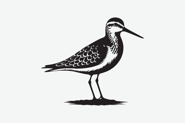 Sparrow Bird  vector art and illustration