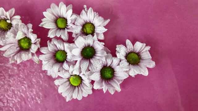 The white flowers of chrysanthemums move in the water. Tiny chrysanthemum flowers float in the water. White chrysanthemum flowers on magenta background. Concept of romance, wedding day, Valentine's