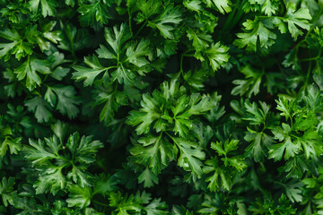 Harvest time season people gathering grain fruit vegetables farm plants field, Generative AI