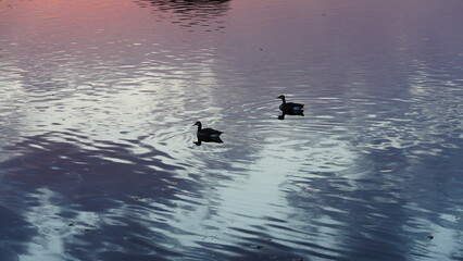 Fototapeta premium The wild ducks swimming in the river with the sunset reflection on the water surface