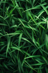 Fototapeta premium Close-Up of Lush Green Grass Blades in Natural Sunlight - Perfect for Nature and Botanical Themes