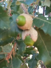 Tender acorns growing on the tree. Bright green in color.