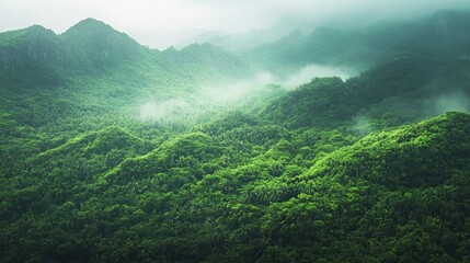 Fototapeta premium A lush view of the tropical rainforest jungle in Sanya, Hainan Island, China.