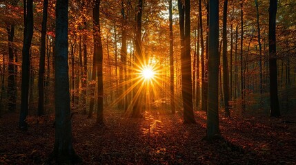 A sunbeam breaking through dense autumn woods, marking the moment of balance during the Fall Equinox, Fall Equinox, nature solstice