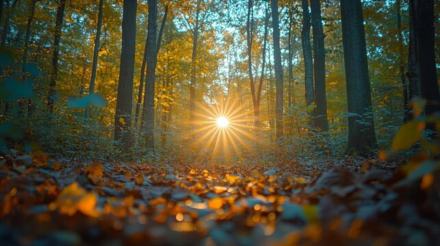 A sunbeam breaking through dense autumn woods, marking the moment of balance during the Fall Equinox, Fall Equinox, nature solstice